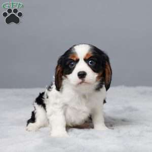 Newton, Cavalier King Charles Spaniel Puppy